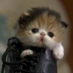 Kitten in shoe