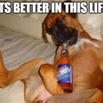 Drunk dog | ITS BETTER IN THIS LIFE | image tagged in drunk dog | made w/ Imgflip meme maker