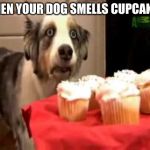 Muffin Dog PTSD | WHEN YOUR DOG SMELLS CUPCAKES | image tagged in muffin dog ptsd | made w/ Imgflip meme maker