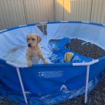 dog vs pool