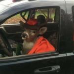 Reindeer behind the wheel