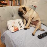 Sad pug Pablo new dad | LEAP 7 BEGINS | image tagged in sad pug pablo new dad | made w/ Imgflip meme maker