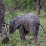 Little elephant with mom