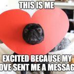 Love pug | THIS IS ME; EXCITED BECAUSE MY LOVE SENT ME A MESSAGE | image tagged in love pug | made w/ Imgflip meme maker
