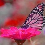 Pink Butterfly on Flower meme