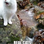 New Meme Cat | REAL CATS DON'T EAT BROCCOLI | image tagged in new meme cat | made w/ Imgflip meme maker