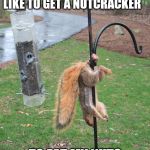 Squirrel NUTs  | OH BOY I WOULD REALLY LIKE TO GET A NUTCRACKER; TO EAT MY NUTS | image tagged in squirrel nuts | made w/ Imgflip meme maker