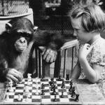 Chess  Chimp  Girl