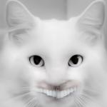 Teeth Cat