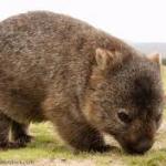 wombat meme