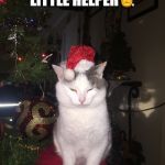 Santa's Little Helper | 🎅SANTA'S LITTLE HELPER🎅; 🎅😻🎄☃️🎀 | image tagged in santa's little helper | made w/ Imgflip meme maker