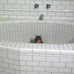 Nihilist Empty Bath Cat