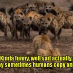 Hyenas attack | Yarra Man; Kinda funny, well sad actually, the way sometimes humans copy animals. | image tagged in hyenas attack | made w/ Imgflip meme maker
