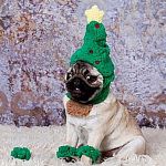Christmas Pug | MERRY CHRISTMAS? BAH HUM-PUG! | image tagged in christmas pug | made w/ Imgflip meme maker