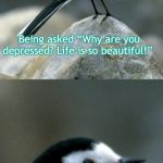 Clinically Depressed Pied Wagtail | Being asked “Why are you depressed? Life is so beautiful!”; Is like saying “Why don’t you want to go to work? You love your job!” | image tagged in clinically depressed pied wagtail | made w/ Imgflip meme maker