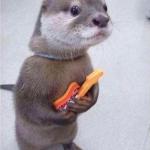 Otter holding guitar