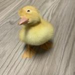 Daring Duckling