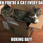 Cats in a box | WHEN YOU'RE A CAT EVERY DAY IS; BOXING DAY! | image tagged in cats in a box | made w/ Imgflip meme maker