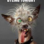 Mexican Hairless Dog | DYEING TONIGHT | image tagged in mexican hairless dog | made w/ Imgflip meme maker