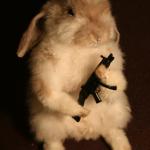 bunny with gun