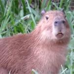 capivara tô passada