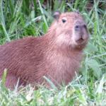 capivara ui que delicia