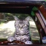 Toonsis the cat that could drive