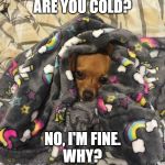 I'm cold | ARE YOU COLD? NO, I'M FINE.
WHY? | image tagged in i'm cold | made w/ Imgflip meme maker