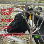 cow talk | image tagged in cow talk | made w/ Imgflip meme maker