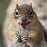 Squirrel laughing