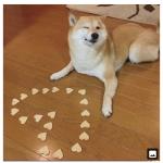Dog heart