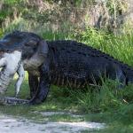 Croc eating gator