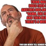 pondering  that... | THINK MALE DOGS EVER SEE ANOTHER DOG AND THINK "DAMN, SHE FINE.." AND THEN REALIZE THERE'S A WEINER? YOU CAN NEVER TELL GENDER WITH DOGS | image tagged in pondering that | made w/ Imgflip meme maker