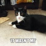 Cat 'it wasn't me' | 'IT WASN'T ME' | image tagged in cat 'it wasn't me' | made w/ Imgflip meme maker