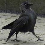Bird strut