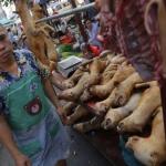 Dogs eaten in China!