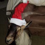 Santa goat