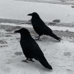 Two Crows