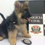 police Puppy  dog