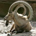 satanic goat horns