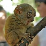 Surprised Bush Baby