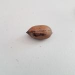 Pecan