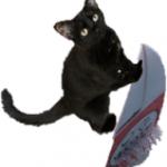 Surfin' Cat