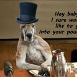 Kangaroo Come-On | Hey baby.  I sure would like to get into your pouch. | image tagged in kangaroo cool,kangaroo,funny animals,sexy animals | made w/ Imgflip meme maker