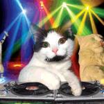 Rave Cats