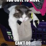 Precious Kitty | CAT OWNERS LIKE..HE'S TOO CUTE TO MOVE; CAN'T DO LAUNDRY TODAY..OH WELL | image tagged in precious kitty | made w/ Imgflip meme maker