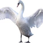 bonus swan