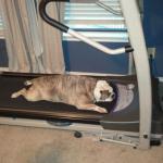 Treadmill Dog