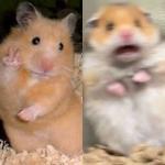 Hamster