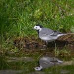 pied wagtail mirror